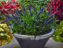 Veronica Enchanted Indigo, Spike Speedwell, Purple Flowers
Proven Winners
Sycamore, IL