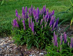 Veronica Purple Illusion
Proven Winners
Sycamore, IL