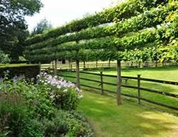 Versatility Of Espaliers 
Garden Design
Calimesa, CA