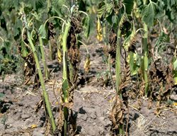 Verticillium Wilt Tomato Plants, Verticillium Wilt
Garden Design
Calimesa, CA
