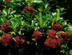 Viburnum Awabuki ‘chindo’, Chindo Viburnum, Sweet Viburnum 
Alamy Stock Photo
Brooklyn, NY