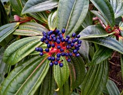Viburnum Davidii, David Viburnum
Shutterstock.com
New York, NY