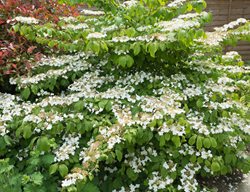 Viburnum Plicatum F. Tomentosum ‘mariesii’, Doublefile Viburnum, Mariesii Viburnum 
Alamy Stock Photo
Brooklyn, NY