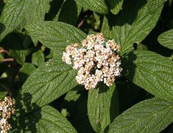 Viburnum Rhytidophylloides ‘allegheny’ Leatherleaf Viburnum 
Shutterstock.com
New York, NY