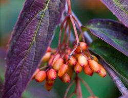 Viburnum Setigerum Var
Garden Design
Calimesa, CA