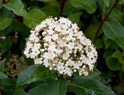 Viburnum Tinus ‘robustum’, Roundleaf Laurustinus
Alamy Stock Photo
Brooklyn, NY