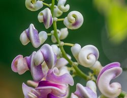 Vigna Caracalla (snail Flower)
Garden Design
Calimesa, CA