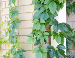 Vine Growing On Wall
Garden Design
Calimesa, CA