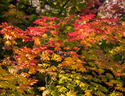 Vine Maple In Fall, Acer Circinatum, Oregon Vine Maple
Shutterstock.com
New York, NY