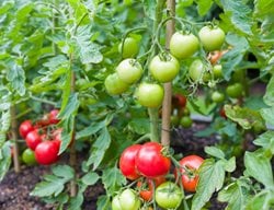 Vining Tomato Plants, Growing Vining Tomatoes
Shutterstock.com
New York, NY