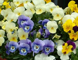 Viola Flowers, Purple And Yellow Flowers
Garden Design
Calimesa, CA