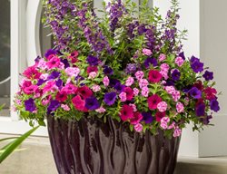 Violet Eclipse Container Recipe, Angelonia, Petunias
Proven Winners
Sycamore, IL