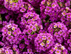 Violet Knight Sweet Alyssum, Lobularia Maritima
Proven Winners
Sycamore, IL