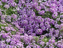 Violet Queen, Alyssum Flowerste
Alamy Stock Photo
Brooklyn, NY