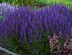 Violet Riot Salvia, Purple Flower, Salvia Plant
Proven Winners
Sycamore, IL