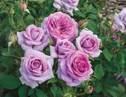 Violets Pride, Disease Resistant Rose
Weeks Roses
Wasco, CA