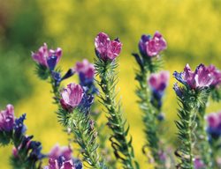 Viper’s Bugloss,echium Vulgare
Western Hills Garden
Occidental, CA