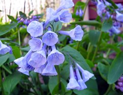 Virginia Bluebells, Mertensia Virginica, Bluebell Flowers
Shutterstock.com
New York, NY
