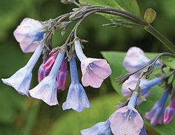 Virginia Bluebells, Mertensia Virginica
Garden Design
Calimesa, CA