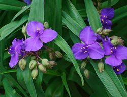 Virginia Spiderwort, Common Spiderwort, Spider Lily, Tradescantia Virginiana
Shutterstock.com
New York, NY