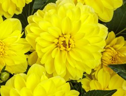 Virtuoso Dayglo Yellow Dahlia, Dahlia Variabilis
Proven Winners
Sycamore, IL