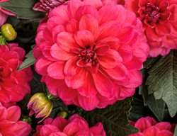 Virtuoso Rad Raz Dahlia, Dahlia Variabilis
Proven Winners
Sycamore, IL