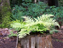 Visit Bellevue Botanical Garden To See The Fern Collection & More
Garden Design
Calimesa, CA