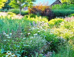 Visit Northwind Perennial Farm
Garden Design
Calimesa, CA