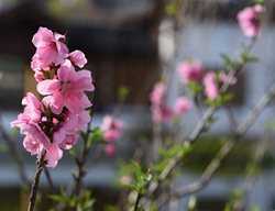 Visit The Huntington To See Winter Flowers
Garden Design
Calimesa, CA
