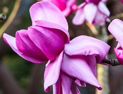 Visit The San Francisco Botanical Garden
Garden Design
Calimesa, CA