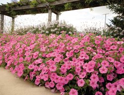 Vista Bubblegum Border, Supertunia Vista Bubblegum, Pink Petunia 
Proven Winners
Sycamore, IL