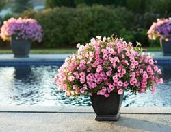 Vista Bubblegum Petunia, Supertunia
Proven Winners
Sycamore, IL