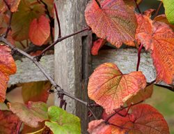 Vitis Coignetiae
Garden Design
Calimesa, CA