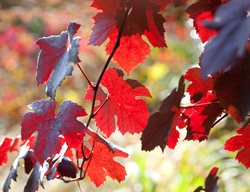 Vitis Vinifera 'purpurea' (purple Leaf Grape"
Garden Design
Calimesa, CA