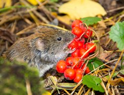 Vole Eating Berries, Vole Eating
Shutterstock.com
New York, NY