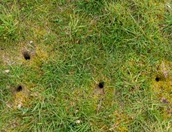 Vole Holes In Lawn, Vole Damage
Shutterstock.com
New York, NY
