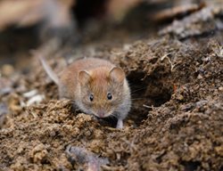 Vole, Meadow Mouse, Field Mouse
Shutterstock.com
New York, NY
