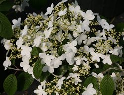 Wabi-Sabi Viburnum, Doublefile Viburnum, Viburnum Plicatum
Proven Winners
Sycamore, IL