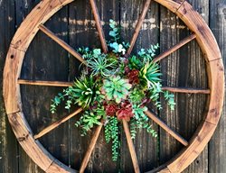 Wagon Wheel, Succulent Planter
Carolynn Dilbeck
Calimesa, CA