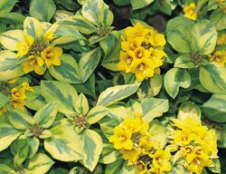 Waikiki Sunset, Moneywort, Lysimachia Congestiflora
Proven Winners
Sycamore, IL