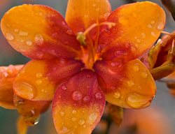 Walbreyes Crocosmia, Bright Eyes Crocosmia
Walters Gardens
