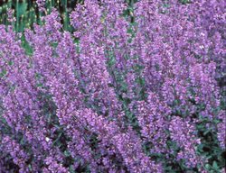Walker’s Low Catmint, Nepeta Racemose
Walters Gardens

