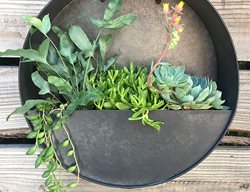 Wall Planter, Hanging Planter
Wild Green Fingers
