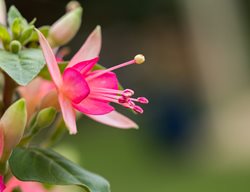 Walz Jubelteen Fuchsia, Hybrid Fuchsia
Shutterstock.com
New York, NY