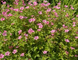 'wargrave Pink' Geranium, Geranium X Oxonianum
Shutterstock.com
New York, NY