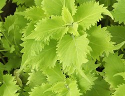 Wasabi Coleus, Chartreuse Leaves, Solenostemon Scutellarioides
Shutterstock.com
New York, NY