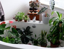 Wash, Fertilize & Protect Houseplants
Garden Design
Calimesa, CA