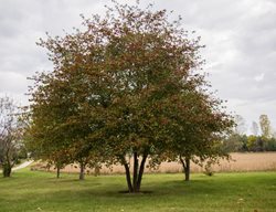 Washington Hawthorn, Crataegus Phaenopyrum, Hawthorn Tree
Millette Photomedia
