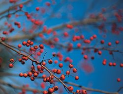 Washington Hawthorn Tree, Red Berries
Garden Design
Calimesa, CA