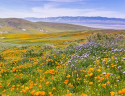 Watch For The Wildflower Superbloom
Garden Design
Calimesa, CA